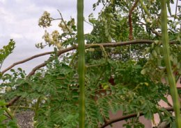 Moringa Drumstick